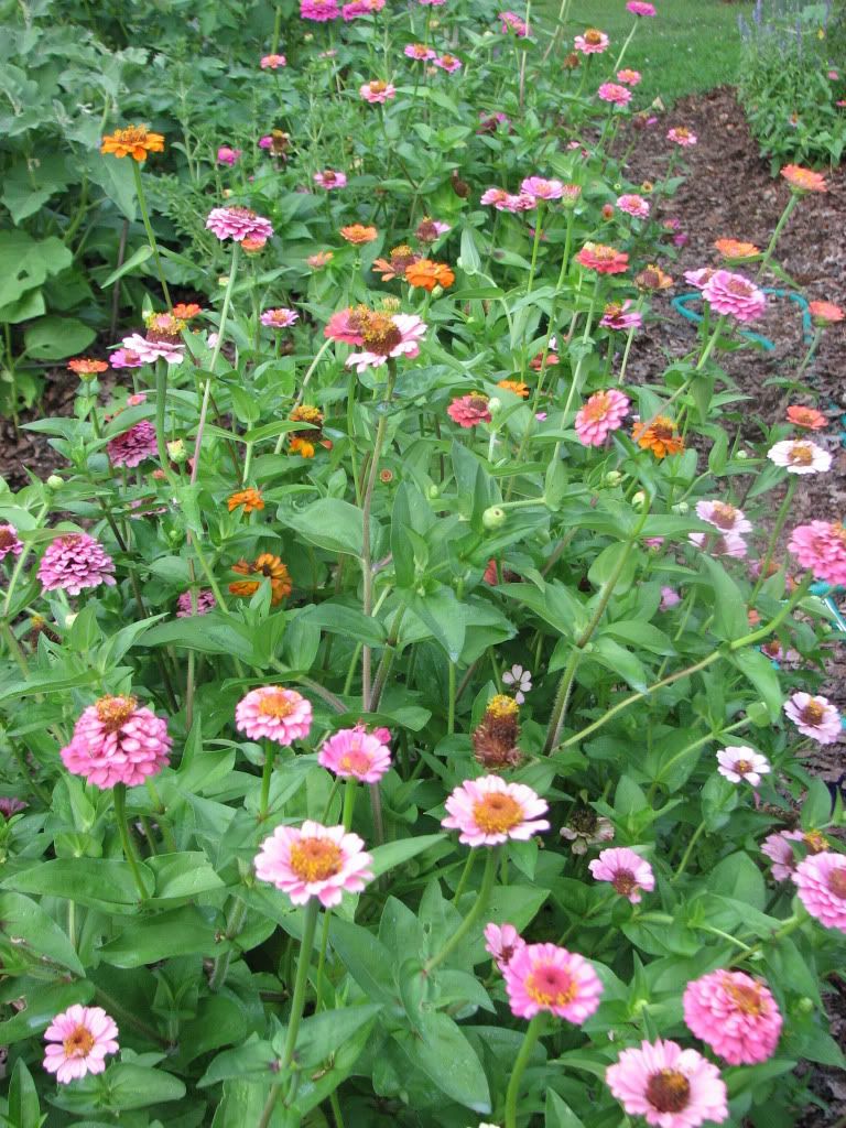 How to Spray Milk to Prevent Powdery Mildew Disease Appalachian Feet